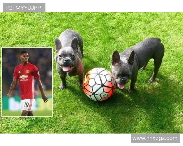 传奇足球明星绰号猎犬的辉煌历程与不屈精神解析